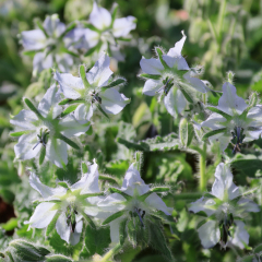Borage - White Borage