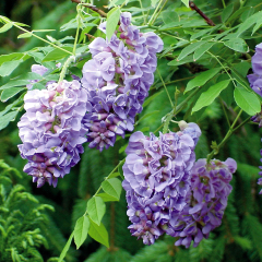 Wisteria - Amethyst Falls