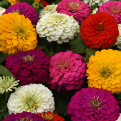 Zinnia 'Zesty Mix'