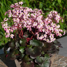 saxifrage-dancing-pixies-