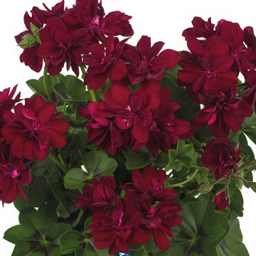 Geranium - Moonflair Burgundy