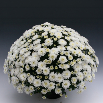 Chrysanthemum - Branfountain White Chrysanthemum - Branfountain White