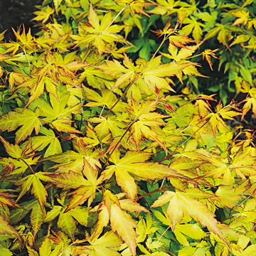 Acer - Katsura