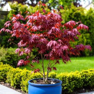 Acer - Altropurpureum