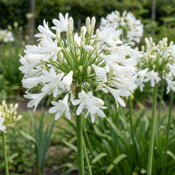 Agapanthus 'White Superior' Bare Root
