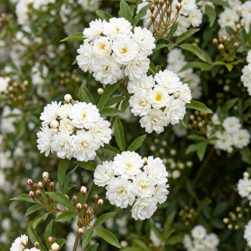 Climbing Rose - Alba
