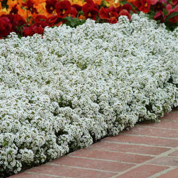 Alyssum - Lucia White