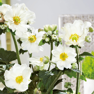 Anemone - Andrea Atkinson