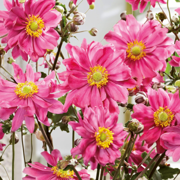 Anemone - Bressingham Glow