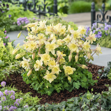 Aquilegia - Earlybird Yellow