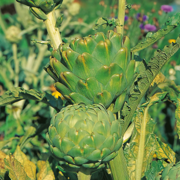 Artichoke 'Imperial Star'