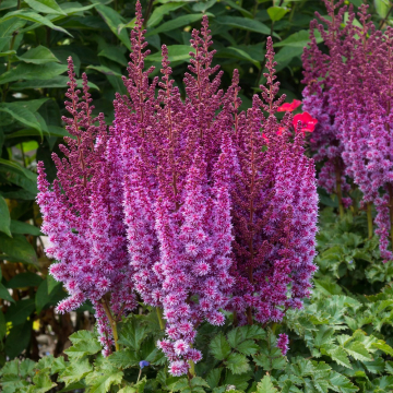 Astilbe 'Purple' Bare Root