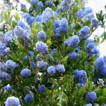 Ceanothus - Autumnal Blue