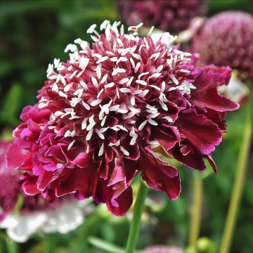 Scabiosa - Barocca