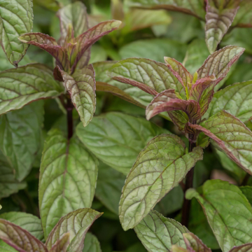 Mint - Black Mitcham