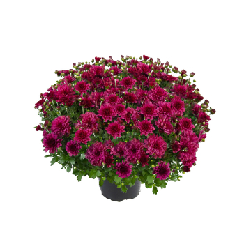 Chrysanthemum - Bransound Magenta