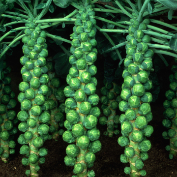 Brussel Sprout - Bosworth