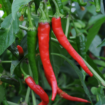 Chilli Pepper - Cayenne (KItchen Buddies)
