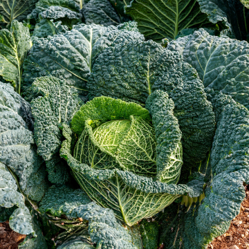 Savoy Cabbage - Serpentine