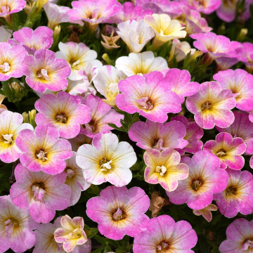 Calibrachoa - Can-Can Fancy Francy