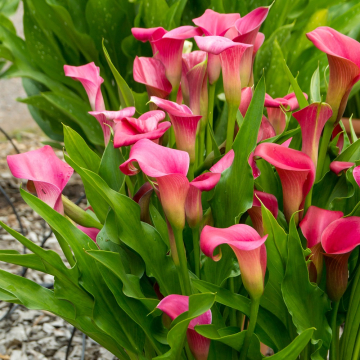Calla 'Pink' Rhizomes