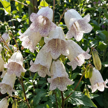 Campanula - Milky Way