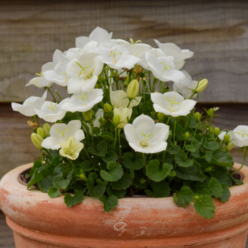 Campanula - Pearl White