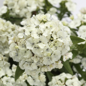 Dianthus (Sweet William) 'Dart White'