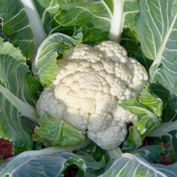 Cauliflower - Newlyn