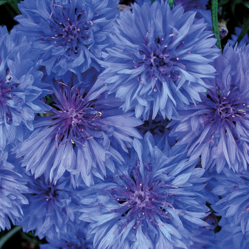 Cornflower - Goliath Blue