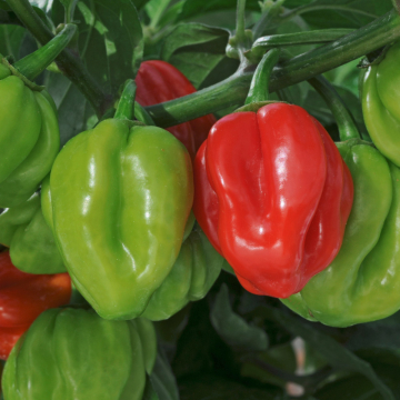 Chilli Pepper - Scotch Bonnet