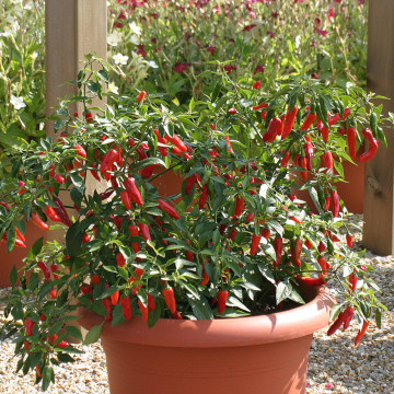 Chilli Pepper - Apache