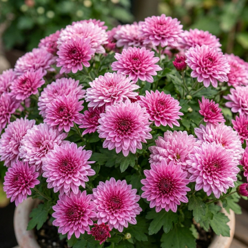 Chrysanthemum - Branangel Pink