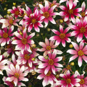 Coreopsis - Sunstar Rose