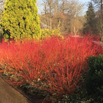 Cornus - Anny's Winter Orange 