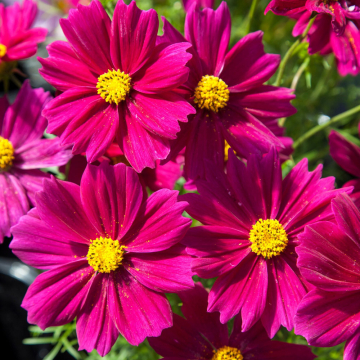 Cosmos - Apollo Bright Carmine