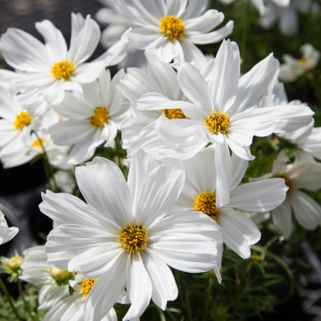 Cosmos - Apollo White