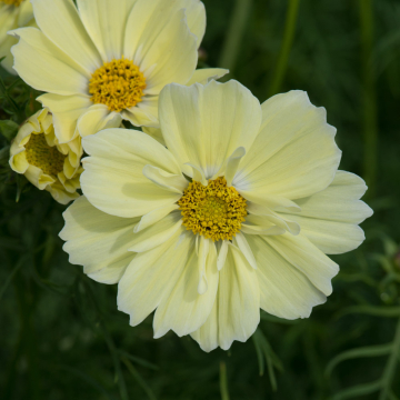 Cosmos - Xanthos Lemon Sherbert