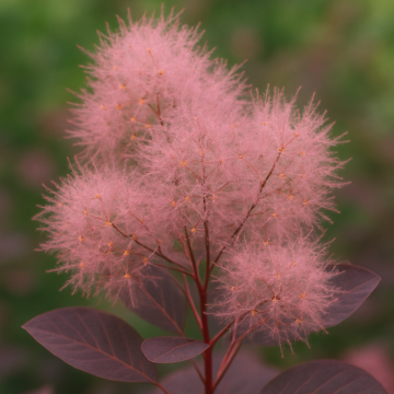 Cotinus (Smoke Bush) ‘Young Lady’