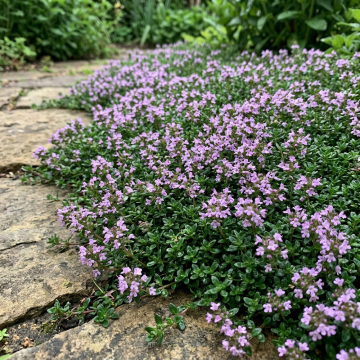 Creeping Thyme - Minor Creeping Thyme - Minor