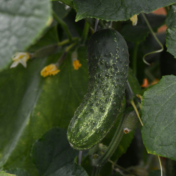 Cucumber - GherKing