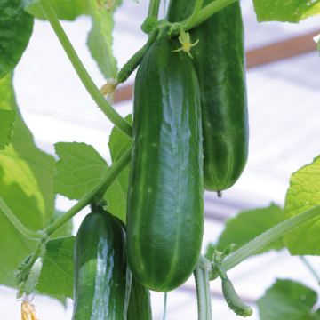 Cucumber - Passandra
