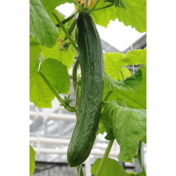 Cucumber - Tasty Green