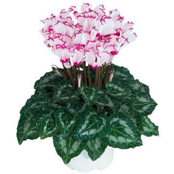 Cyclamen 'Absolu Victoria'