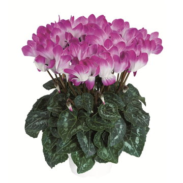 Cyclamen 'Indiaka Violet'