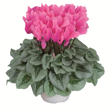 Cyclamen 'Metis Decora Bright Rose'