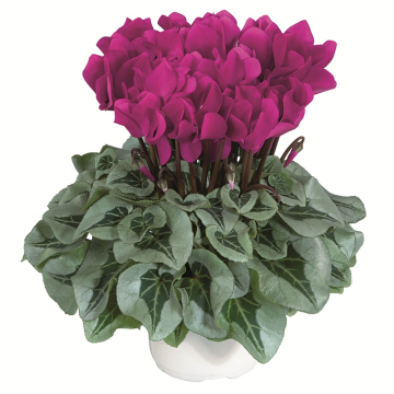Cyclamen 'Metis Decora Wine'