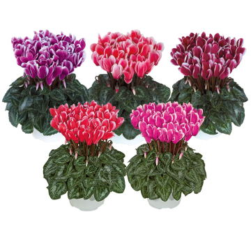 Cyclamen 'Metis Fantasia Mix'