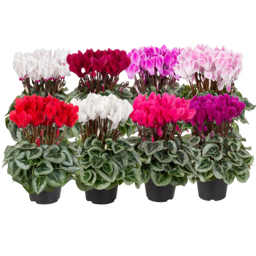 Cyclamen 'Picasso Garden Mix'