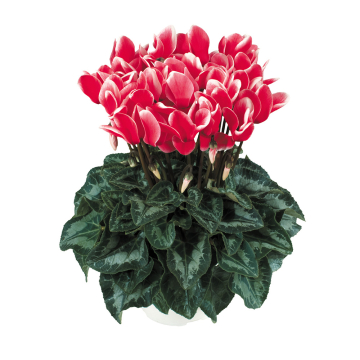 Cyclamen - Halios Fantasia Red